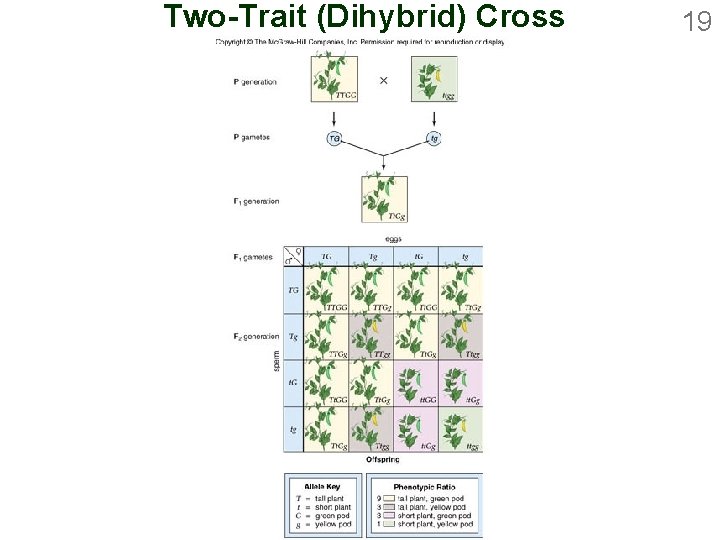 Two-Trait (Dihybrid) Cross 19 
