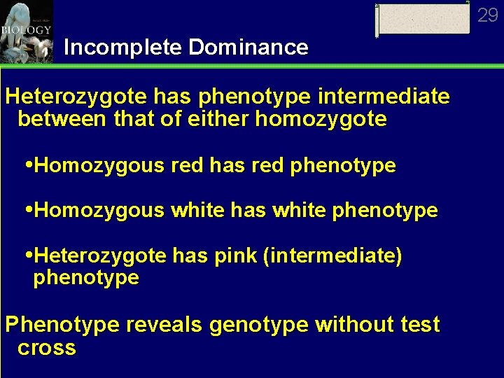 29 Incomplete Dominance Heterozygote has phenotype intermediate between that of either homozygote Homozygous red