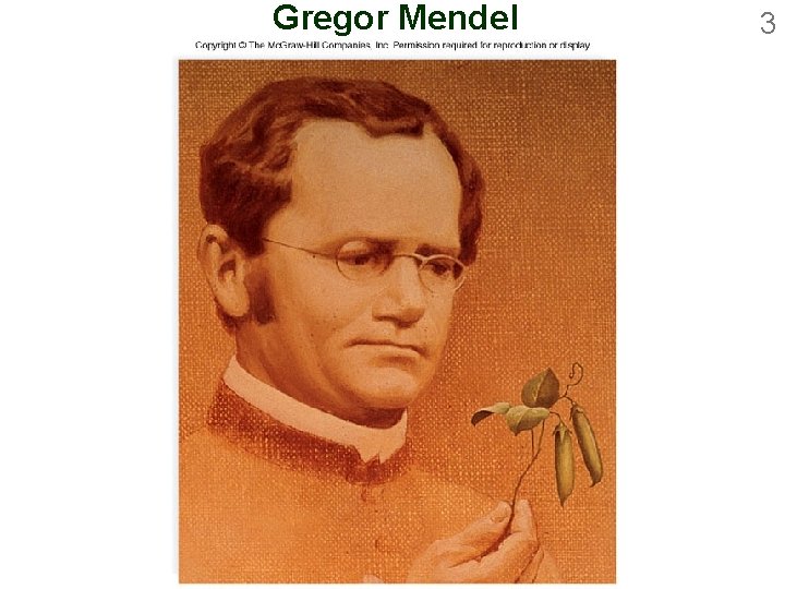 Gregor Mendel 3 