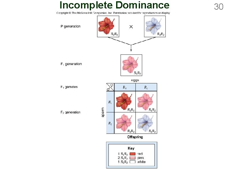 Incomplete Dominance 30 