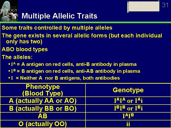 31 Multiple Allelic Traits Some traits controlled by multiple alleles The gene exists in