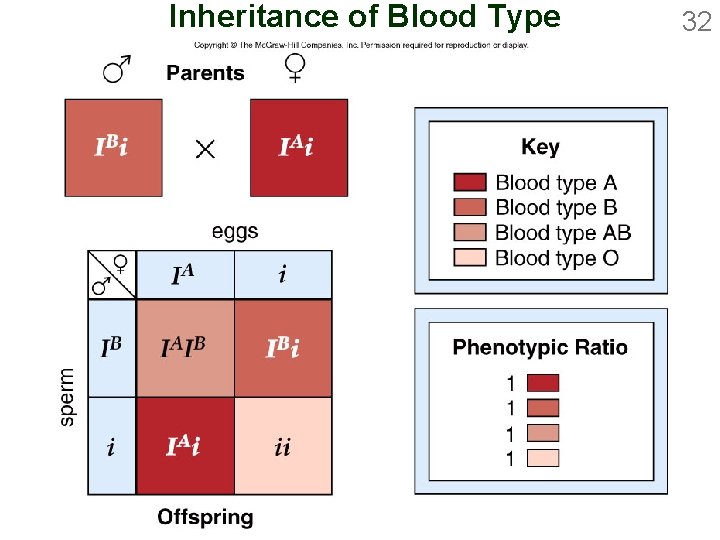 Inheritance of Blood Type 32 