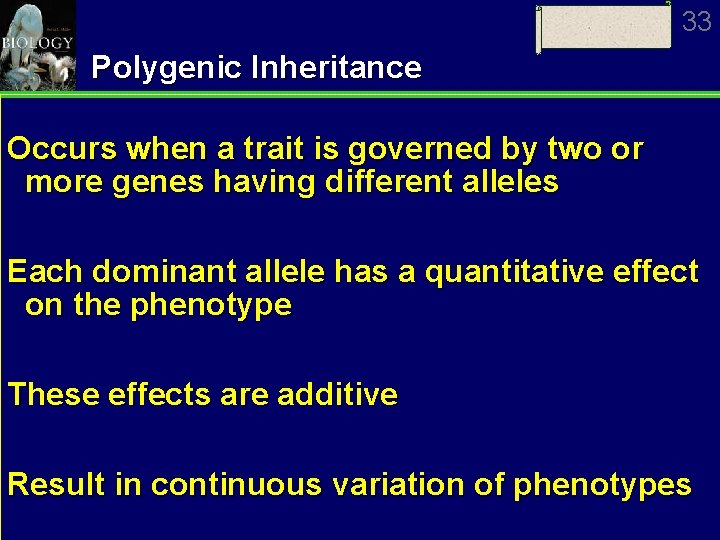 33 Polygenic Inheritance Occurs when a trait is governed by two or more genes