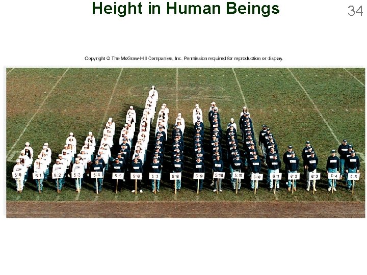 Height in Human Beings 34 