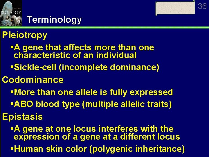36 Terminology Pleiotropy A gene that affects more than one characteristic of an individual