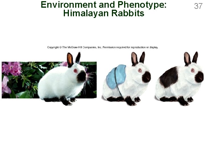 Environment and Phenotype: Himalayan Rabbits 37 
