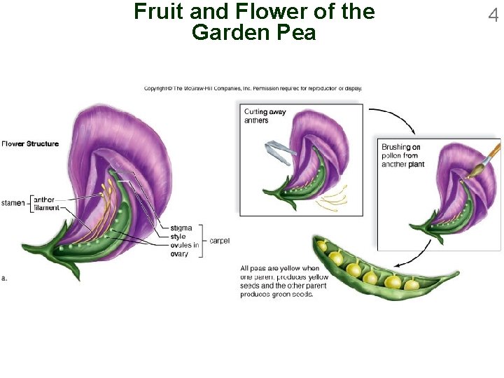 Fruit and Flower of the Garden Pea 4 