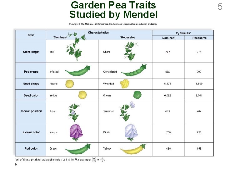 Garden Pea Traits Studied by Mendel 5 