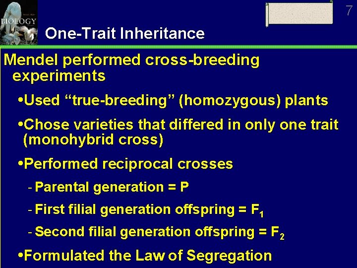 7 One-Trait Inheritance Mendel performed cross-breeding experiments Used “true-breeding” (homozygous) plants Chose varieties that