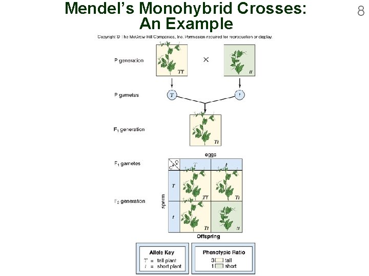 Mendel’s Monohybrid Crosses: An Example 8 