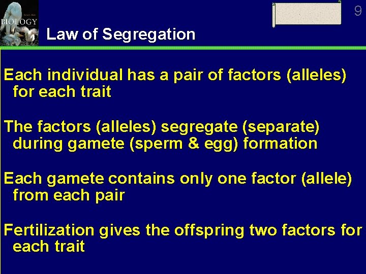 9 Law of Segregation Each individual has a pair of factors (alleles) for each