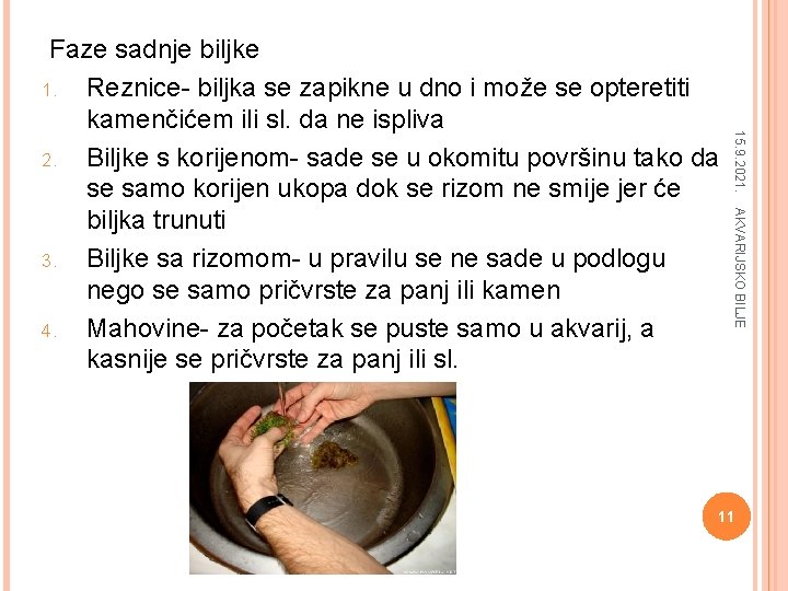 15. 9. 2021. AKVARIJSKO BILJE Faze sadnje biljke 1. Reznice- biljka se zapikne u