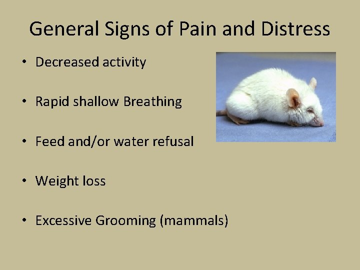 General Signs of Pain and Distress • Decreased activity • Rapid shallow Breathing •