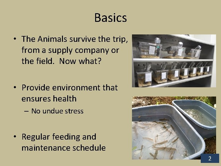 Basics • The Animals survive the trip, from a supply company or the field.