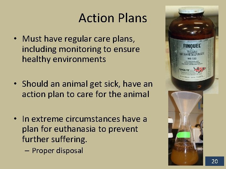 Action Plans • Must have regular care plans, including monitoring to ensure healthy environments