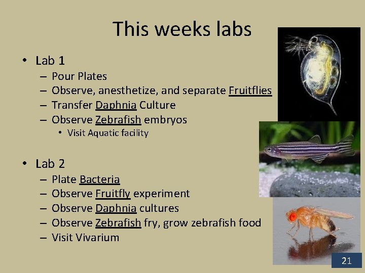 This weeks labs • Lab 1 – – Pour Plates Observe, anesthetize, and separate