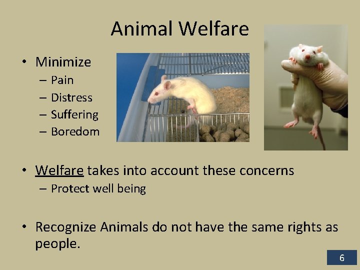 Animal Welfare • Minimize – Pain – Distress – Suffering – Boredom • Welfare