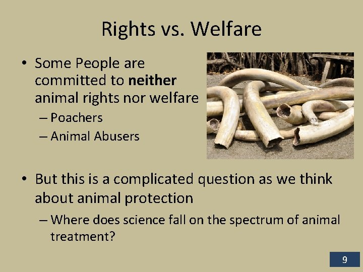 Rights vs. Welfare • Some People are committed to neither animal rights nor welfare