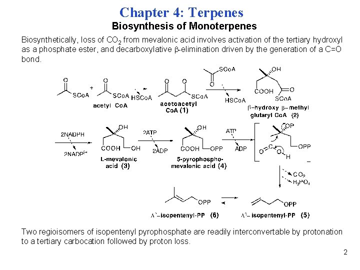 Chapter 4: Terpenes Biosynthesis of Monoterpenes Biosynthetically, loss of CO 2 from mevalonic acid