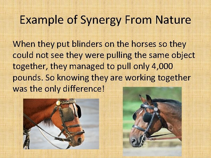 Example of Synergy From Nature When they put blinders on the horses so they