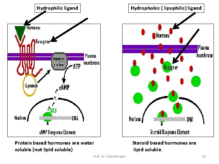 Hydrophilic ligand Hydrophobic ( lipophilic) ligand Protein based hormones are water soluble (not lipid