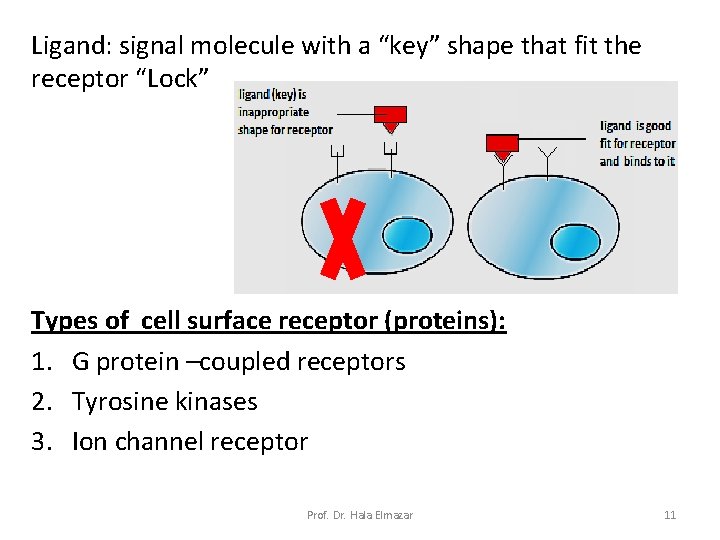 Ligand: signal molecule with a “key” shape that fit the receptor “Lock” Types of