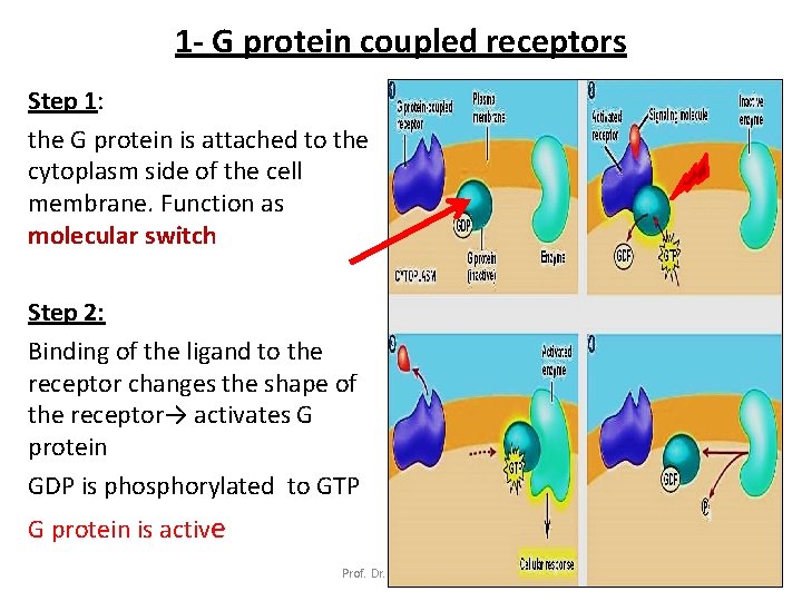 1 - G protein coupled receptors Step 1: the G protein is attached to
