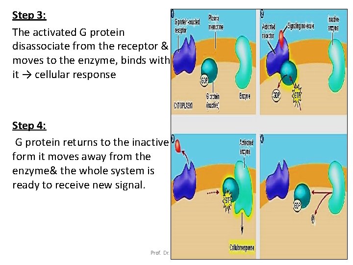 Step 3: The activated G protein disassociate from the receptor & moves to the
