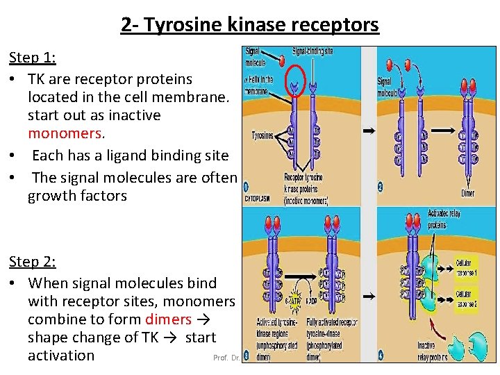 2 - Tyrosine kinase receptors Step 1: • TK are receptor proteins located in