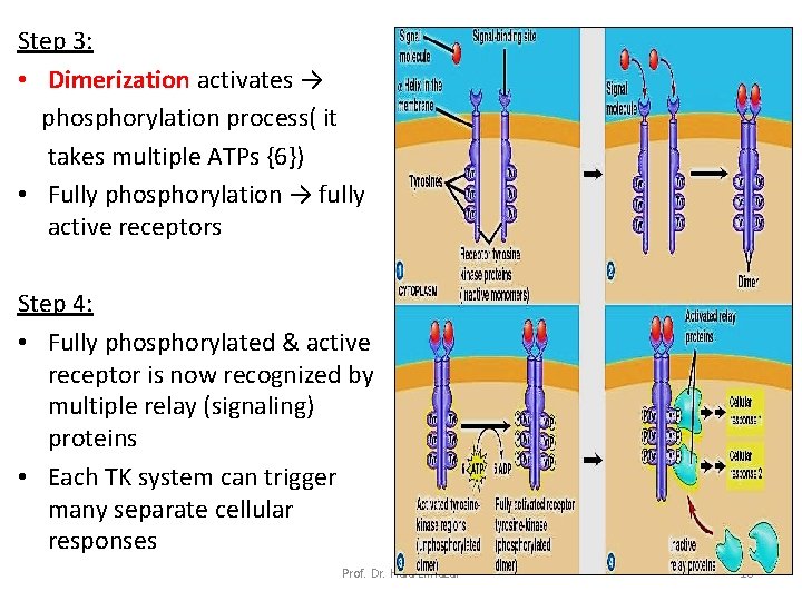 Step 3: • Dimerization activates → phosphorylation process( it takes multiple ATPs {6}) •