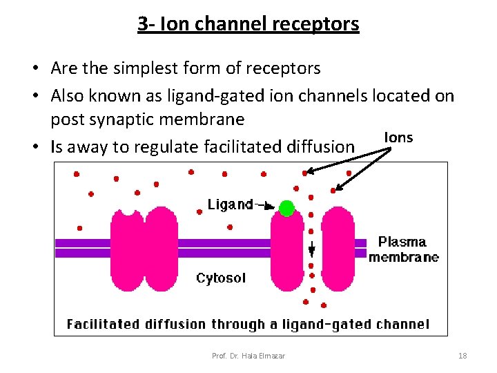 3 - Ion channel receptors • Are the simplest form of receptors • Also