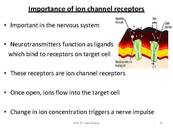 Importance of ion channel receptors • Important in the nervous system • Neurotransmitters function