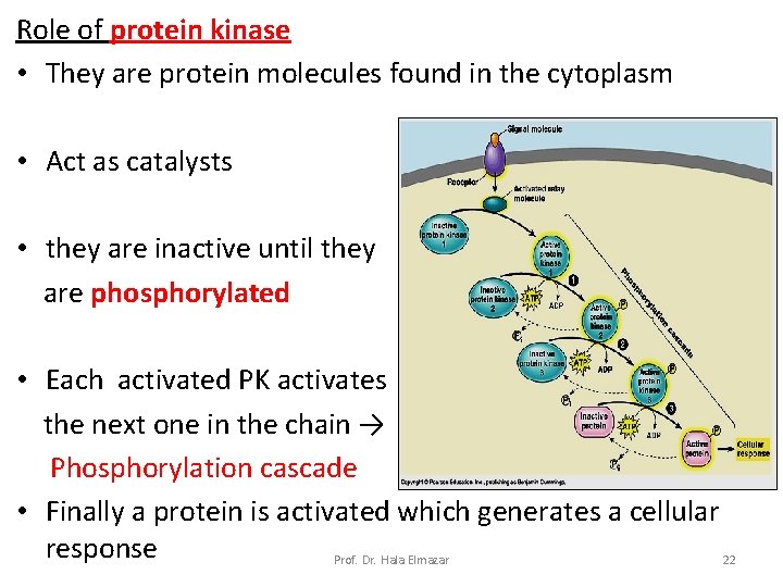 Role of protein kinase • They are protein molecules found in the cytoplasm •