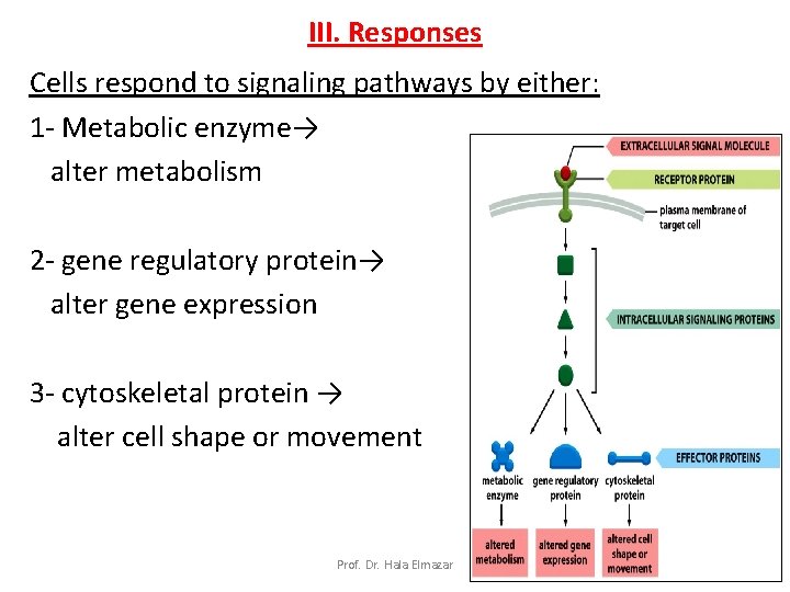 III. Responses Cells respond to signaling pathways by either: 1 - Metabolic enzyme→ alter