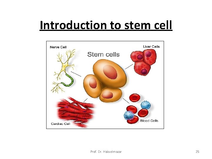 Introduction to stem cell Prof. Dr. Hala elmazar 25 