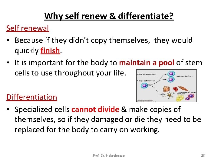 Why self renew & differentiate? Self renewal • Because if they didn’t copy themselves,