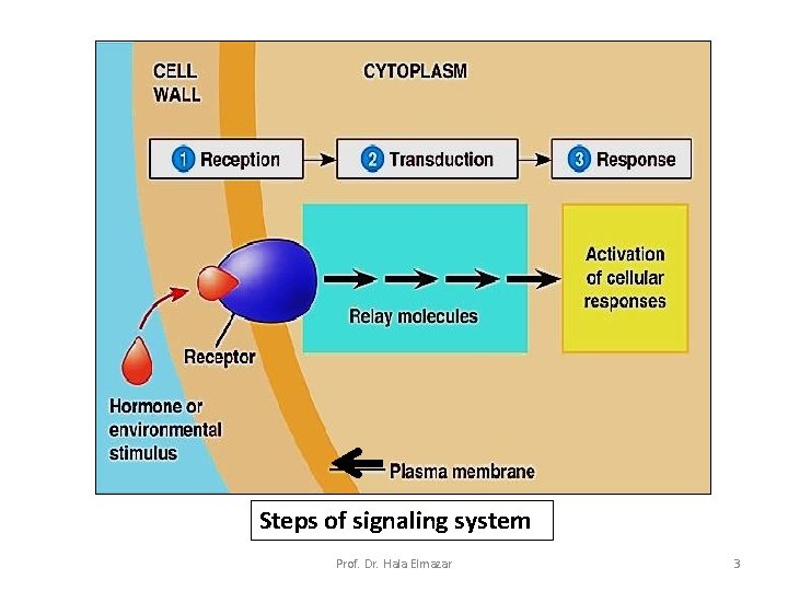 Steps of signaling system Prof. Dr. Hala Elmazar 3 