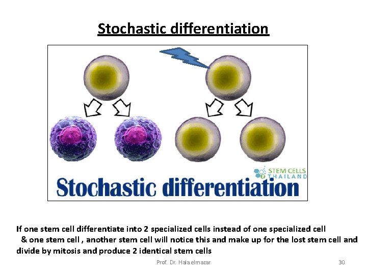 Stochastic differentiation If one stem cell differentiate into 2 specialized cells instead of one