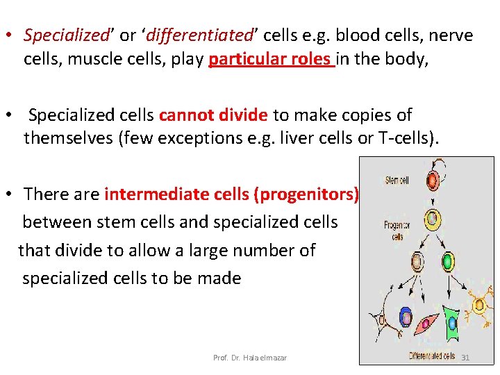 • Specialized’ or ‘differentiated’ cells e. g. blood cells, nerve cells, muscle cells,