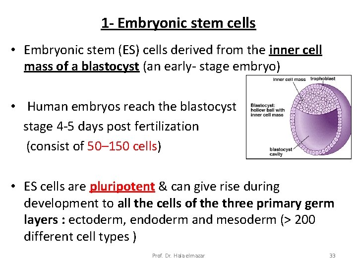 1 - Embryonic stem cells • Embryonic stem (ES) cells derived from the inner