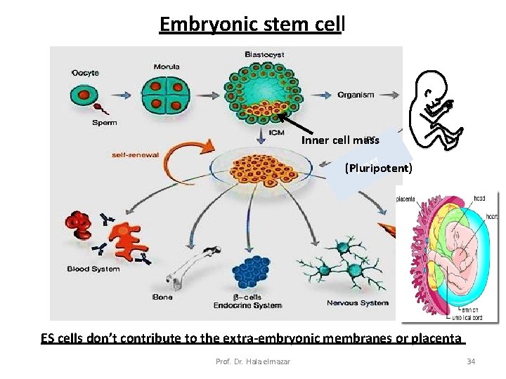 Embryonic stem cell Inner cell mass er n (Pluripotent) n I ES cells don’t