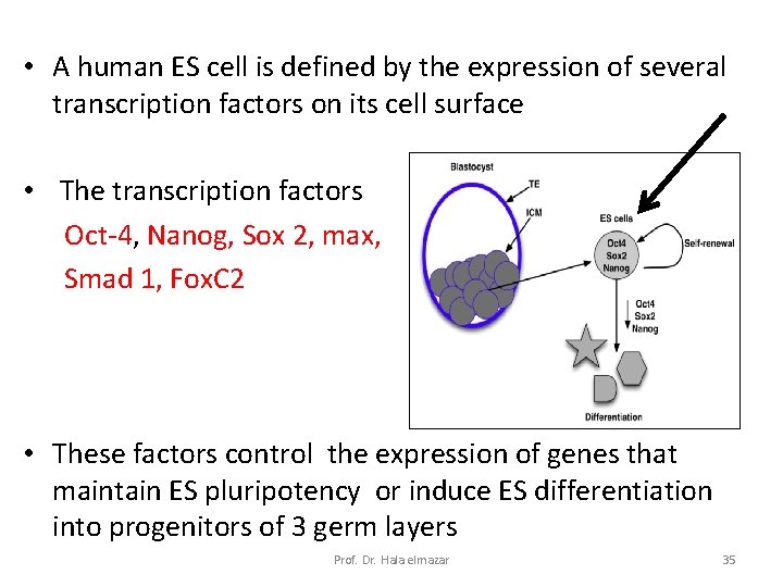  • A human ES cell is defined by the expression of several transcription