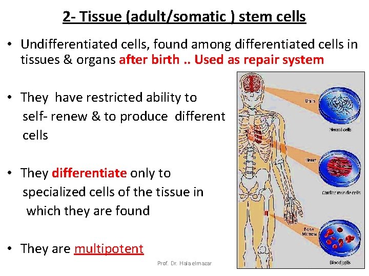 2 - Tissue (adult/somatic ) stem cells • Undifferentiated cells, found among differentiated cells