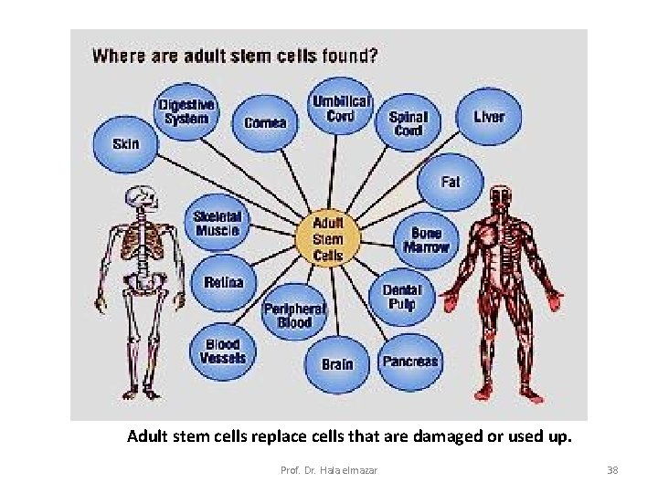Adult stem cells replace cells that are damaged or used up. Prof. Dr. Hala