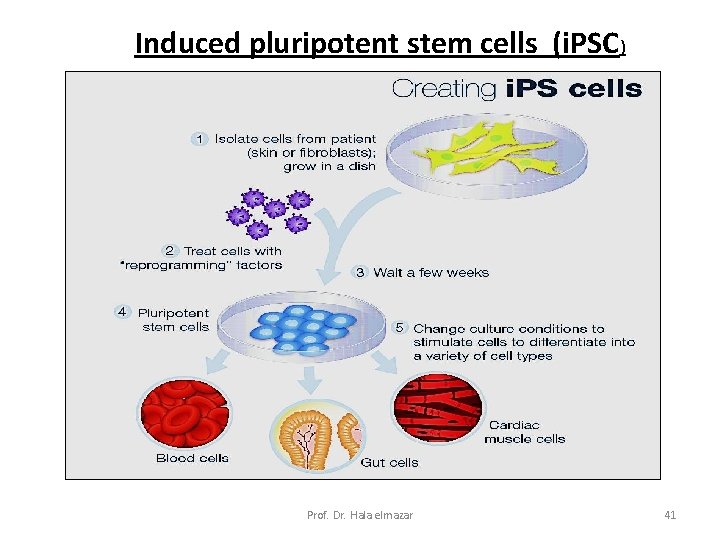Induced pluripotent stem cells (i. PSC) Prof. Dr. Hala elmazar 41 