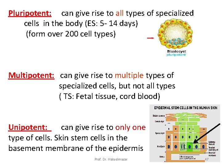 Pluripotent: can give rise to all types of specialized cells in the body (ES: