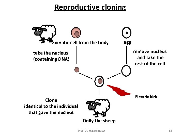 Reproductive cloning Somatic cell from the body egg remove nucleus and take the rest
