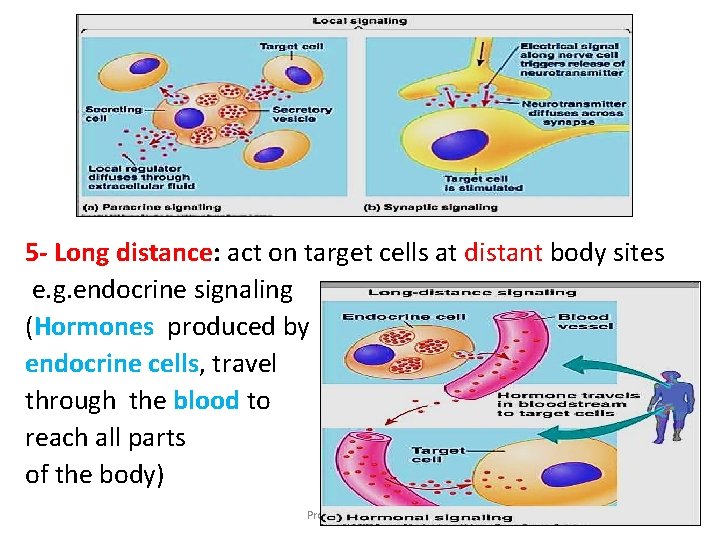 5 - Long distance: act on target cells at distant body sites e. g.