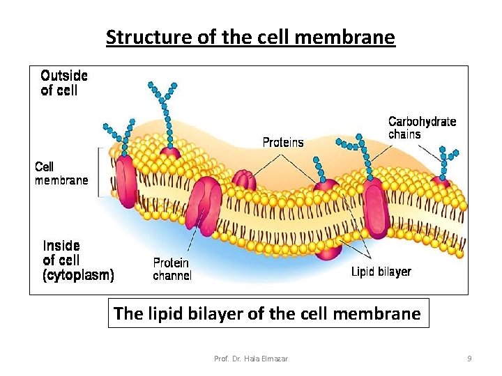 Structure of the cell membrane The lipid bilayer of the cell membrane Prof. Dr.