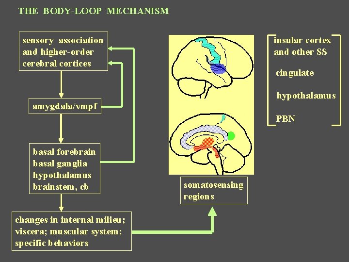THE BODY-LOOP MECHANISM sensory association and higher-order cerebral cortices insular cortex and other SS